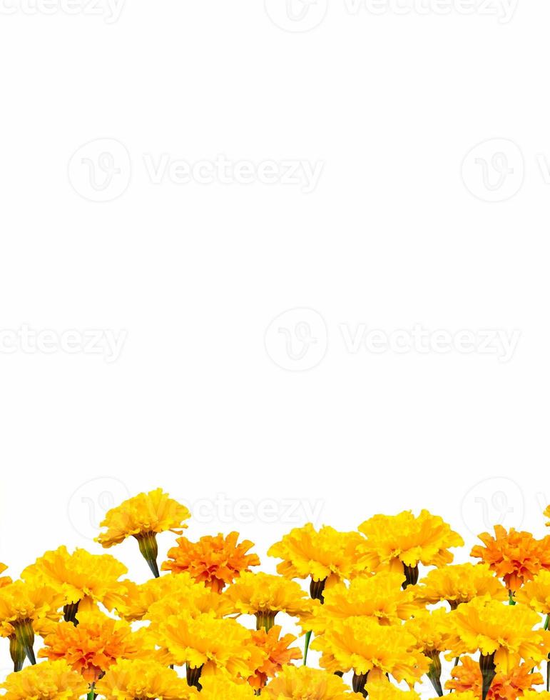 bright colorful flowers marigolds isolated on white background photo