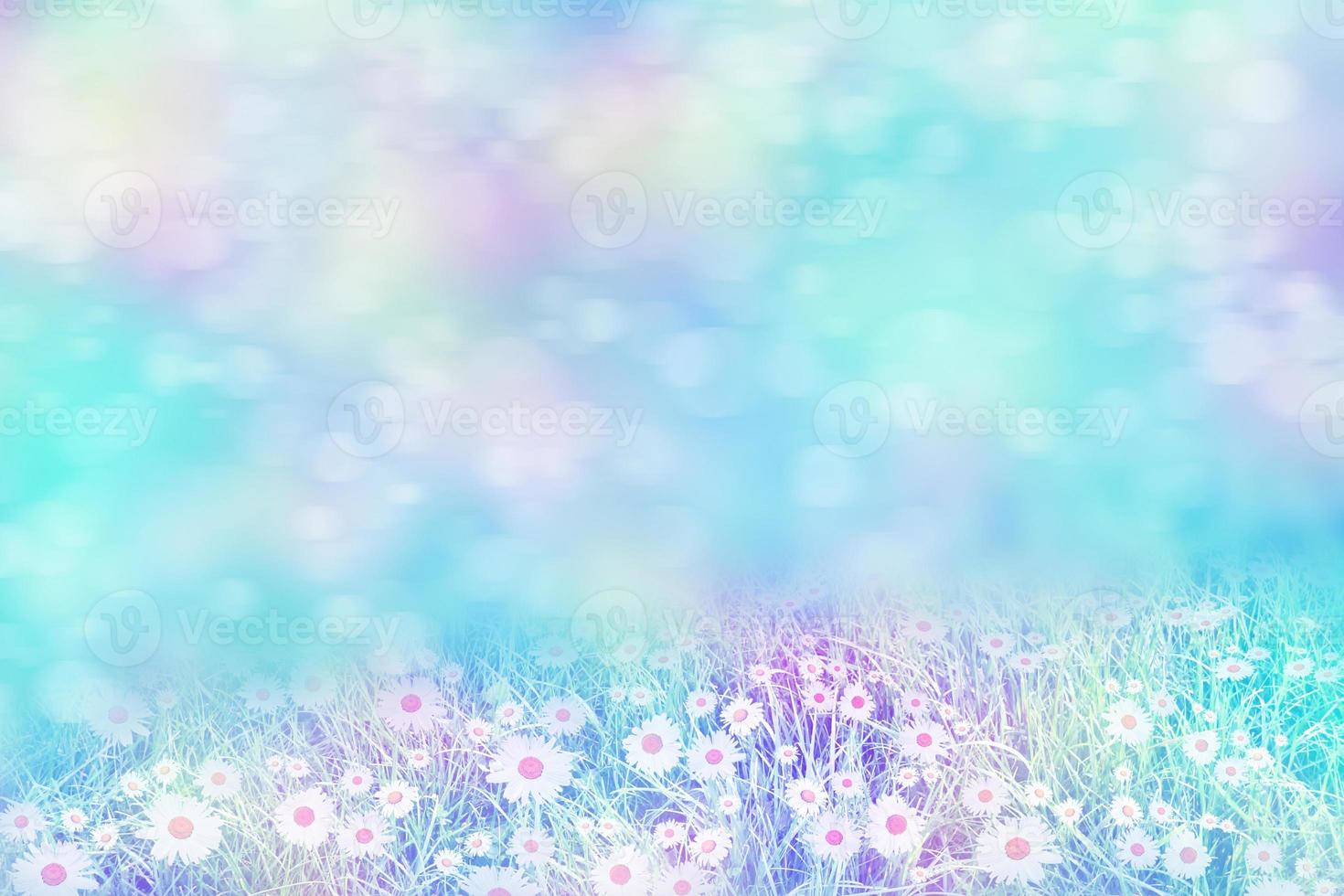 Wildflower daisies. Summer landscape. Abstract background of green grass. photo
