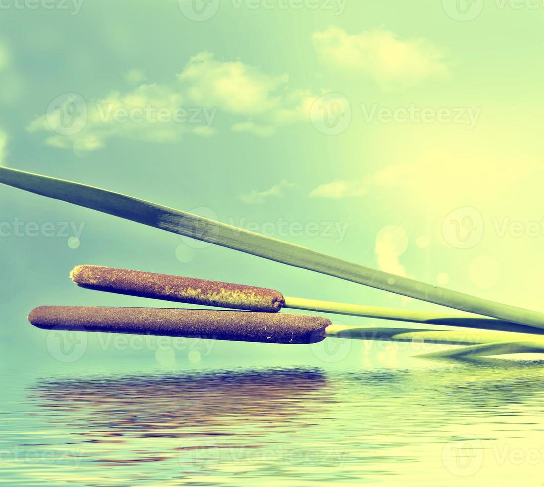 Photo. Reeds against a blue sky. photo