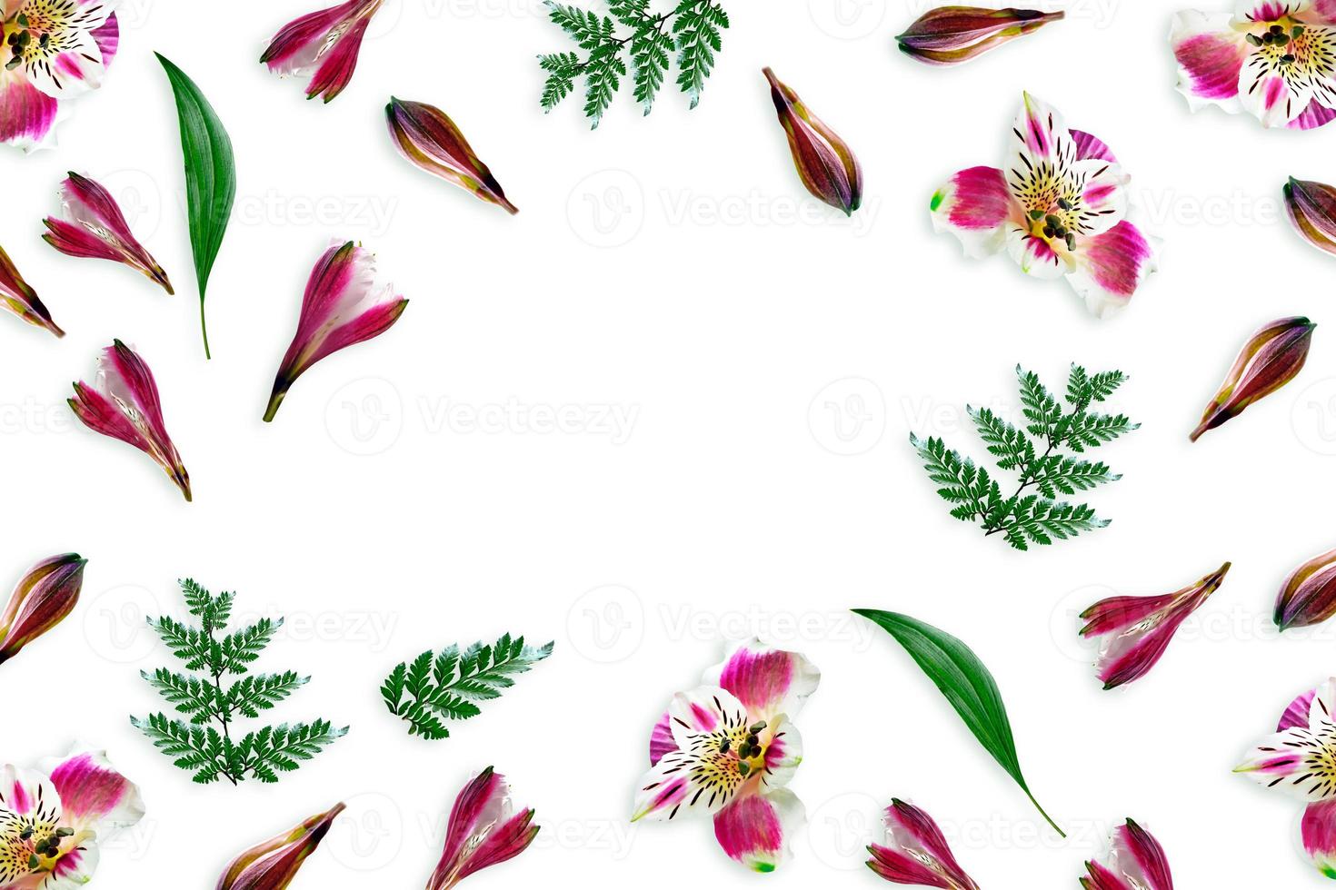 Colorful bright flowers Alstroemeria on a white background. photo