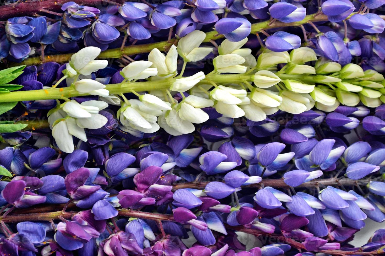 Floral background of bright colorful flowers lupine photo