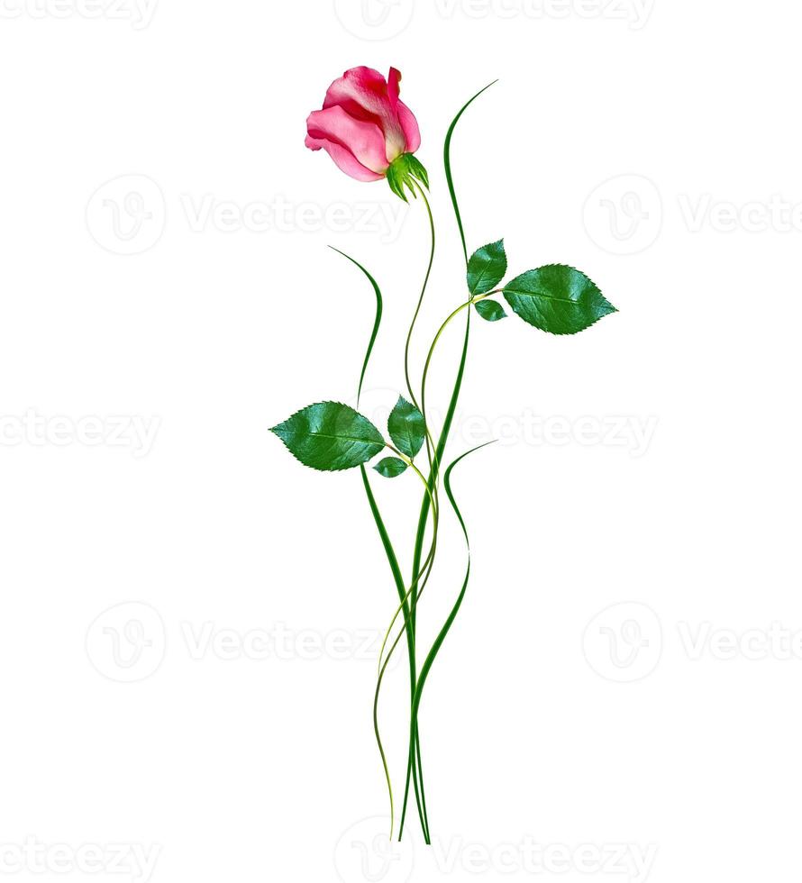 flower buds of roses isolated on white background photo