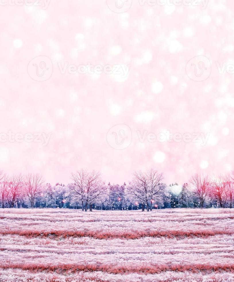 bosque en la escarcha. paisaje de invierno árboles cubiertos de nieve. foto