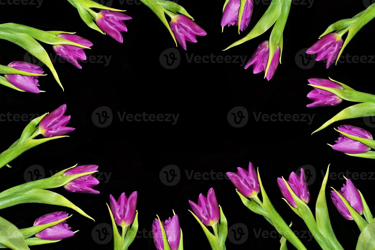 flowers tulips isolated on black background. photo