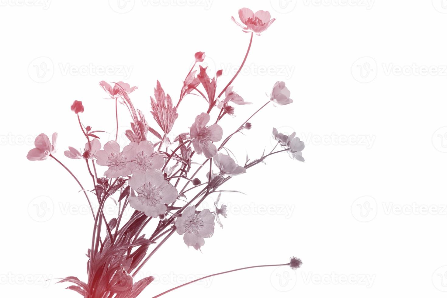 Yellow wildflowers buttercup isolated on white background. photo