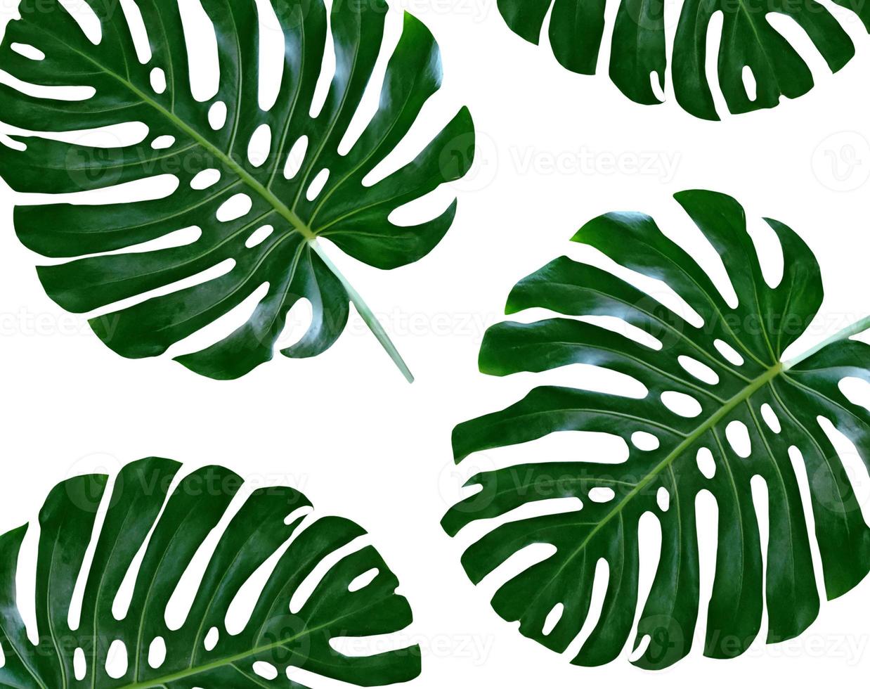 Floral background of green leaves of monsters and ferns photo