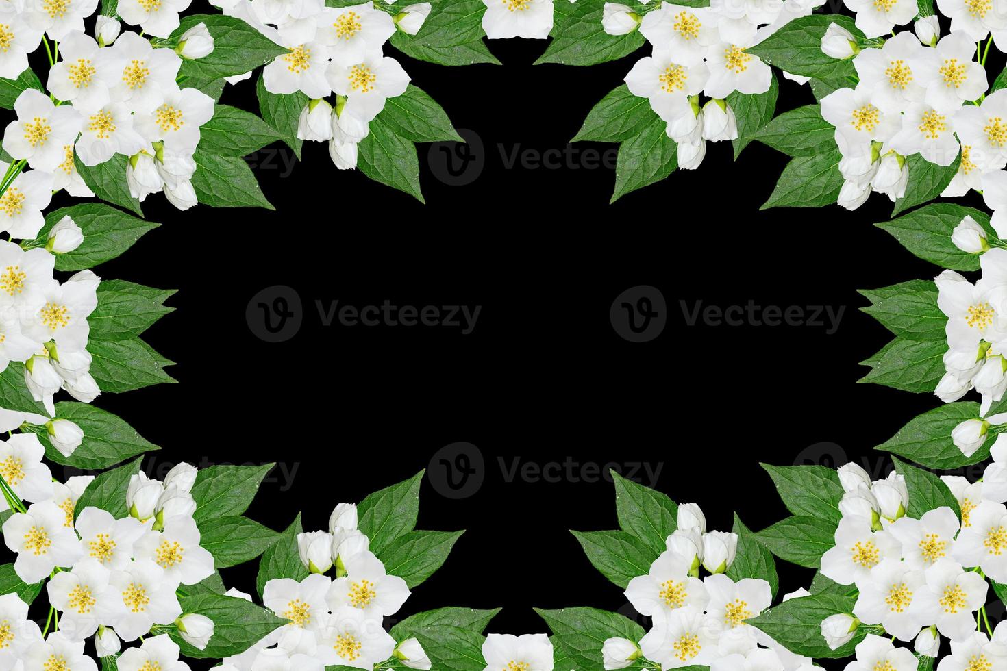 branch of jasmine flowers isolated on black background. spring photo