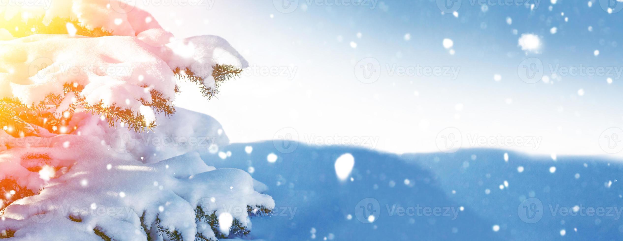 Frozen winter forest with snow covered trees. photo