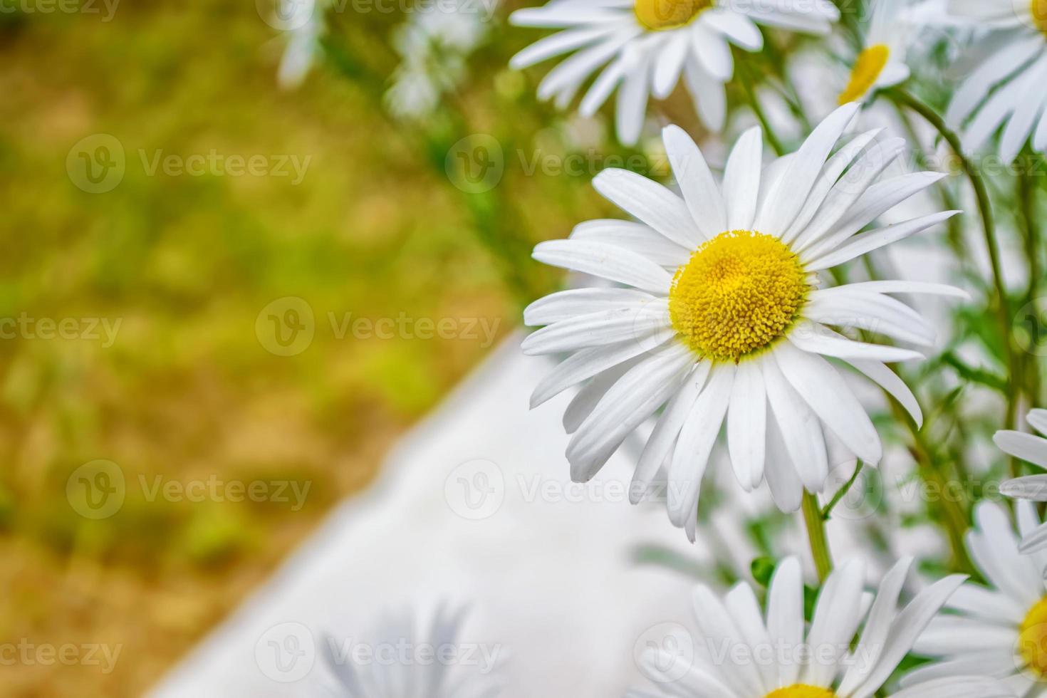 flores blancas de margarita brillante sobre un fondo del paisaje de verano. foto