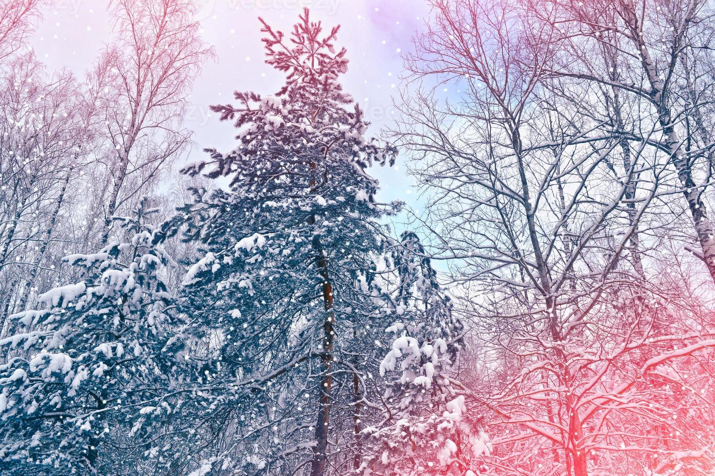 bosque de invierno congelado con árboles cubiertos de nieve. foto