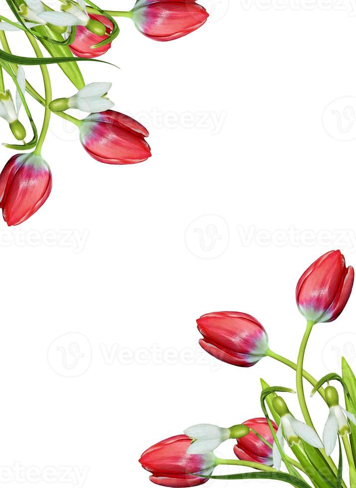 spring flowers tulips isolated on white background photo