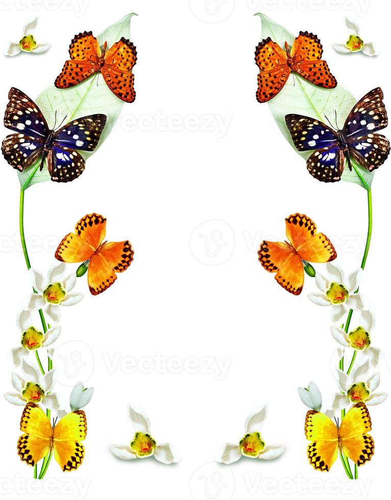 branch of flowers and butterflies isolated on a white background photo