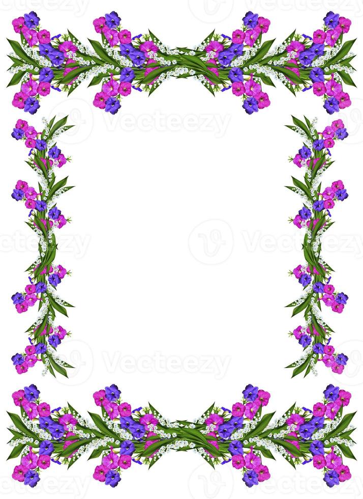 morning glory isolated on white background photo