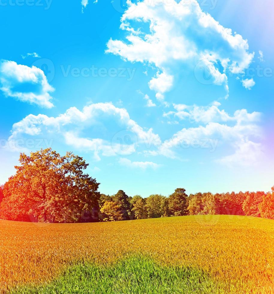 Trees on a background of blue sky with clouds photo