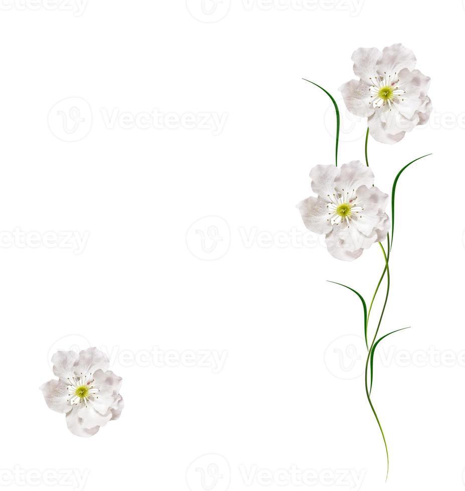 Flowering branch of apple isolated on a white background. Spring photo