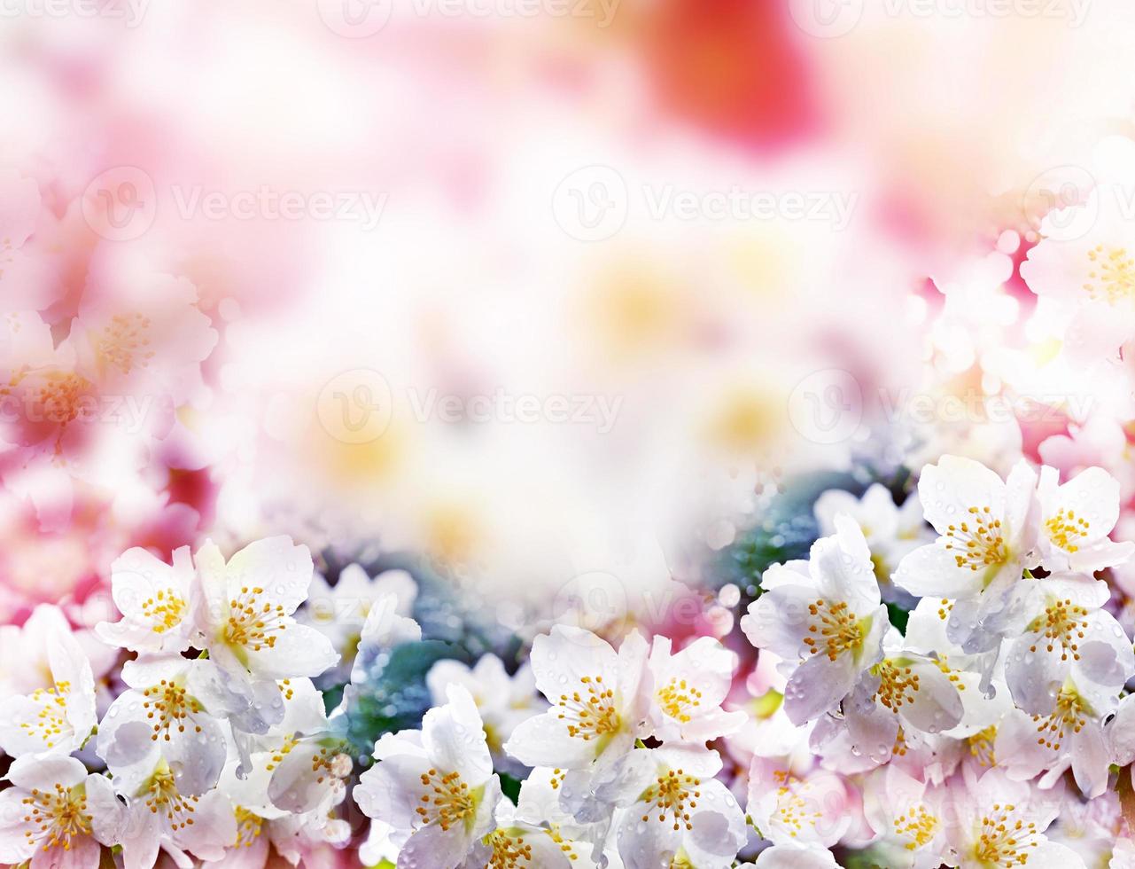 White jasmine. The branch delicate spring flowers photo