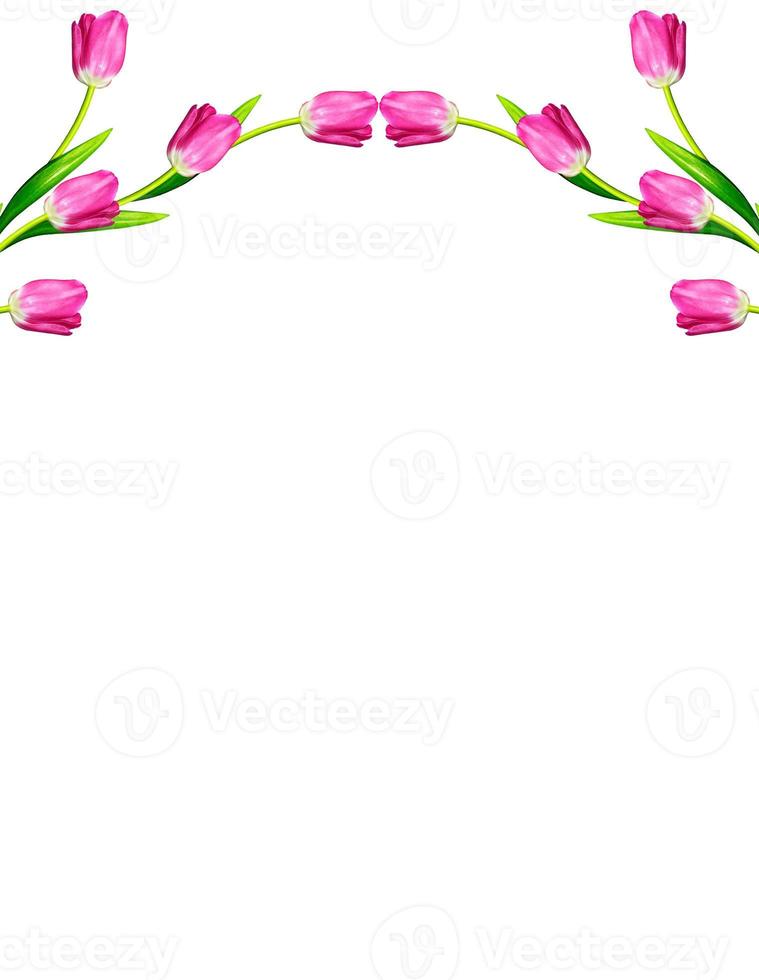 spring flowers tulips isolated on white background. photo