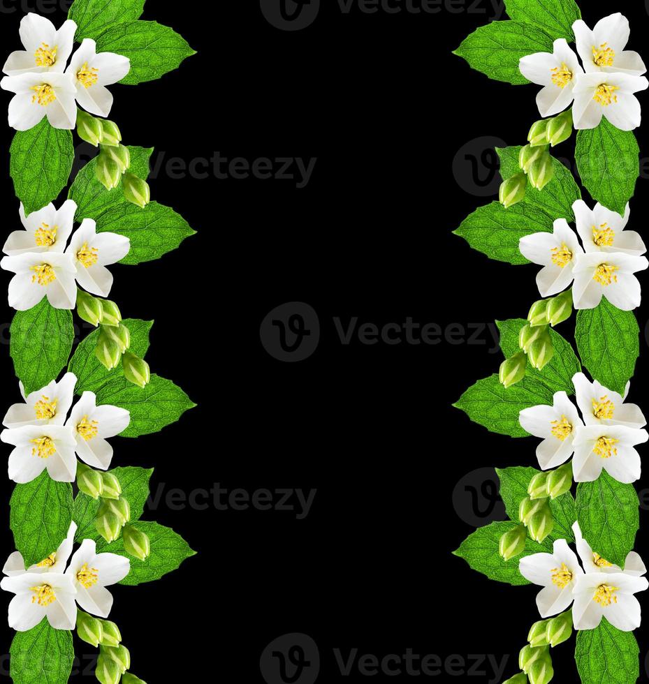 branch of jasmine flowers isolated on black background photo
