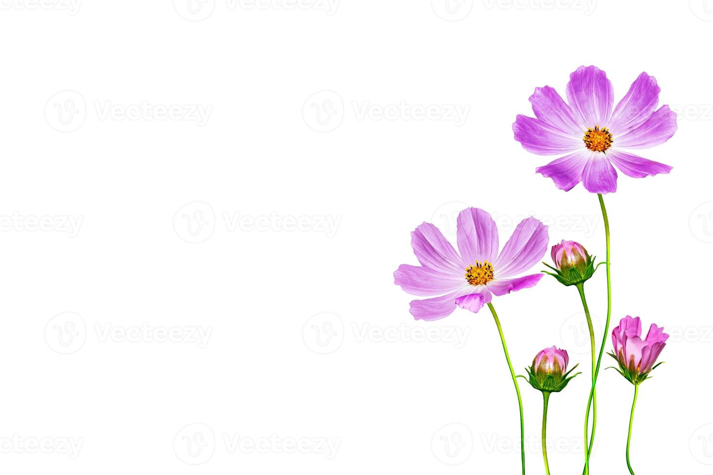 Bright colorful cosmos flowers photo