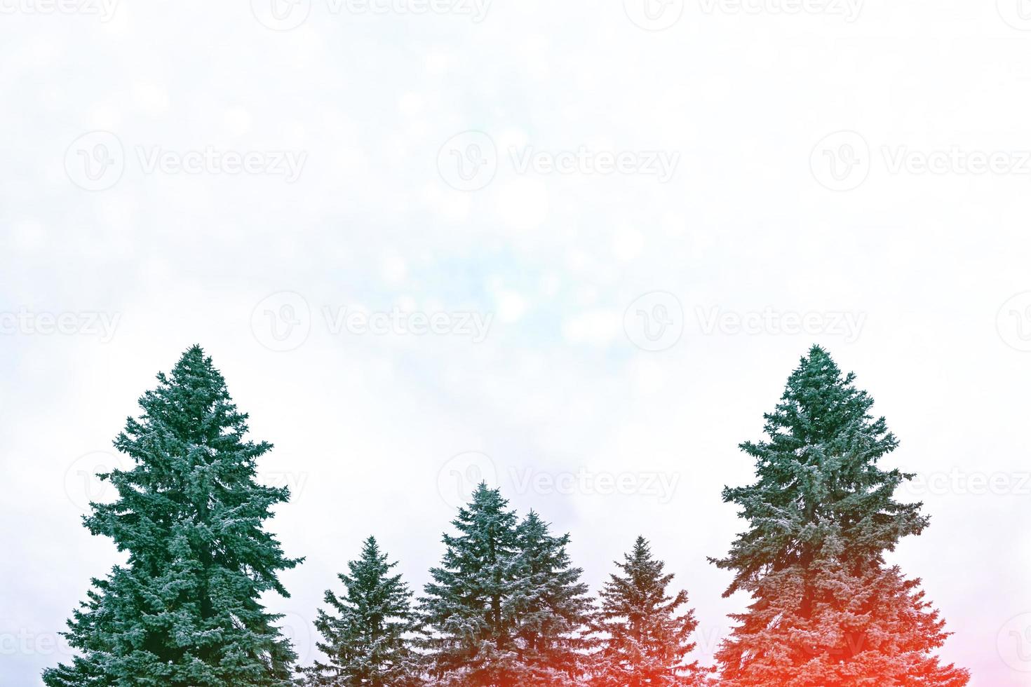 Frozen winter forest with snow covered trees. photo