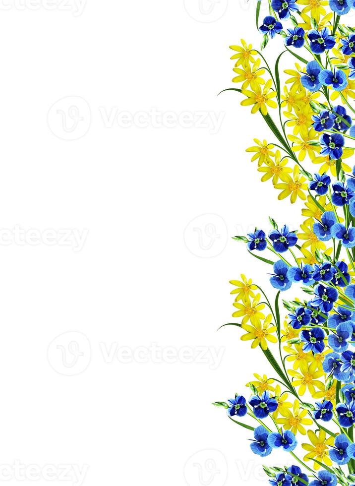 buttercup flower isolated on white background photo