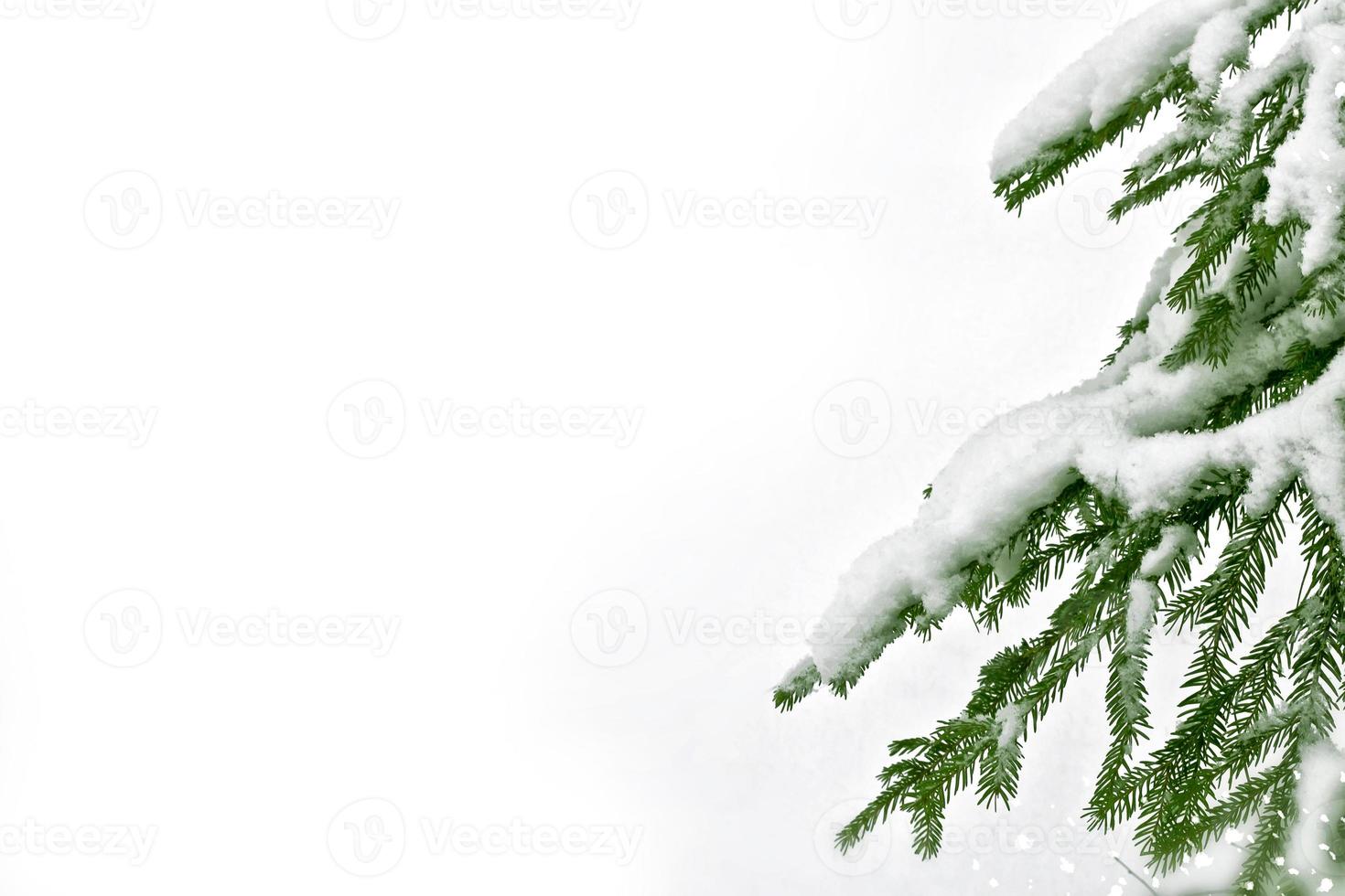 Winter landscape. Snow covered trees photo