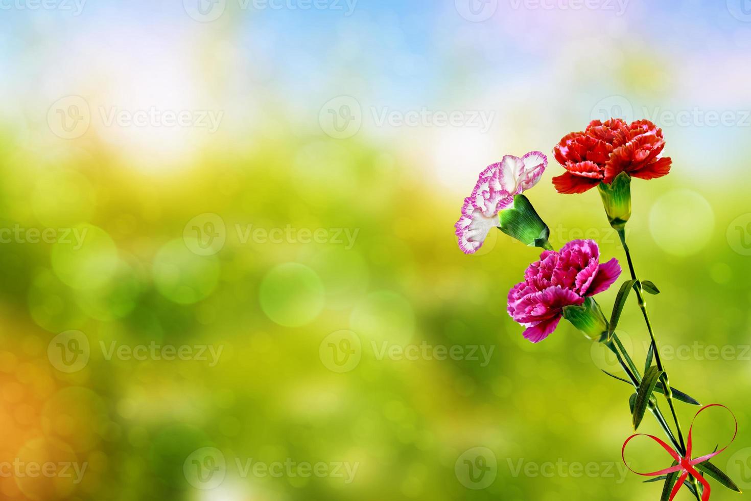 branch of beautiful flowers carnation photo