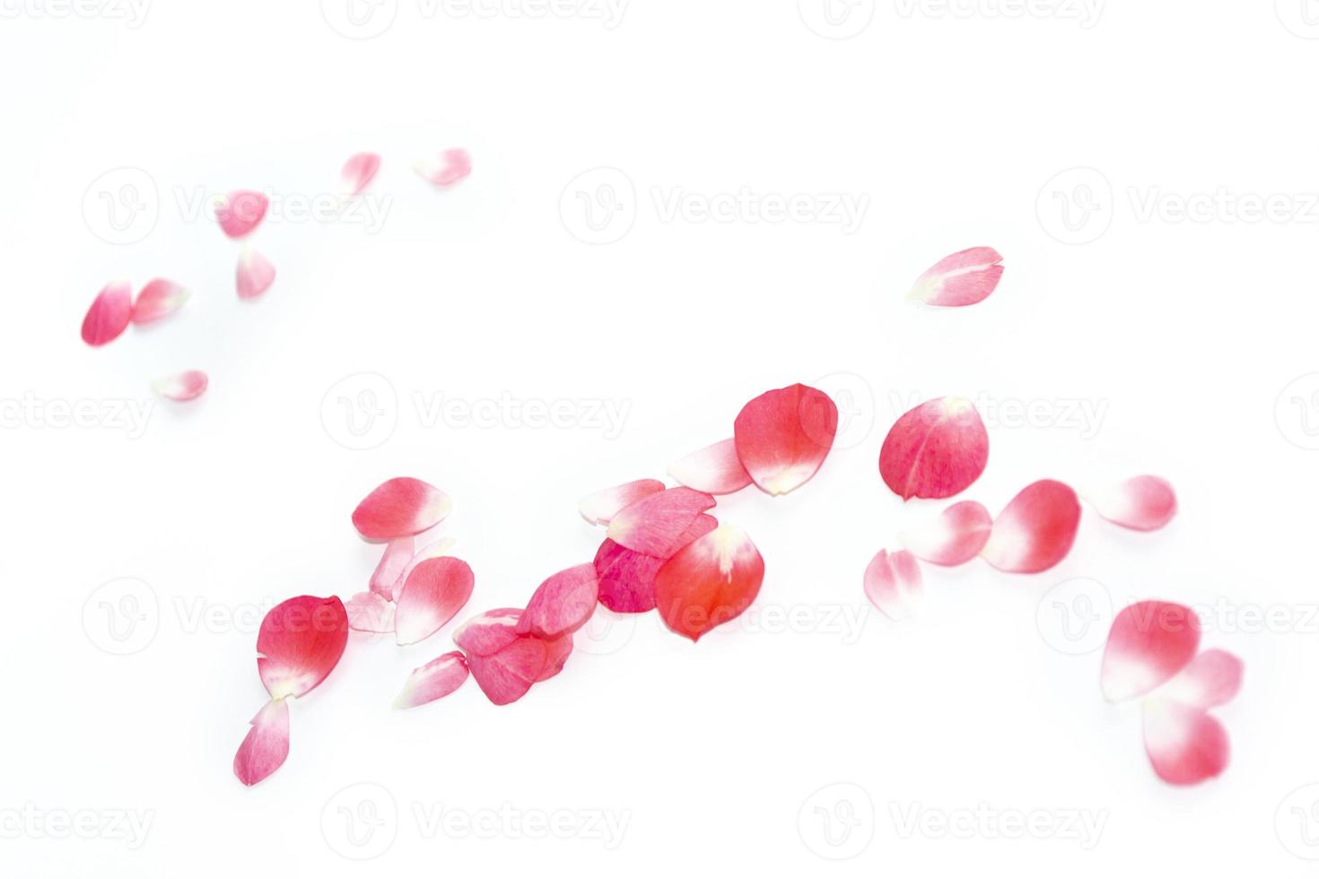 Bright pink rose petals. floral background. photo