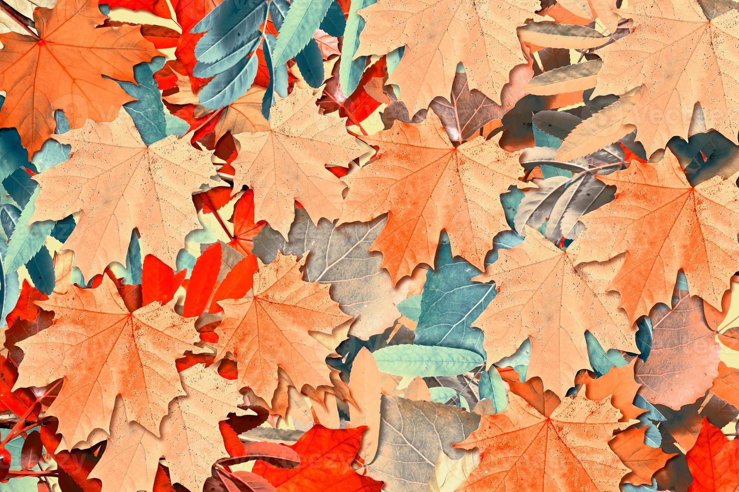 abstract background of autumn leaves photo