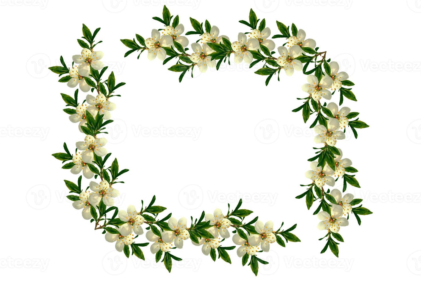 Flowering branch of cherry isolated on a white background. photo