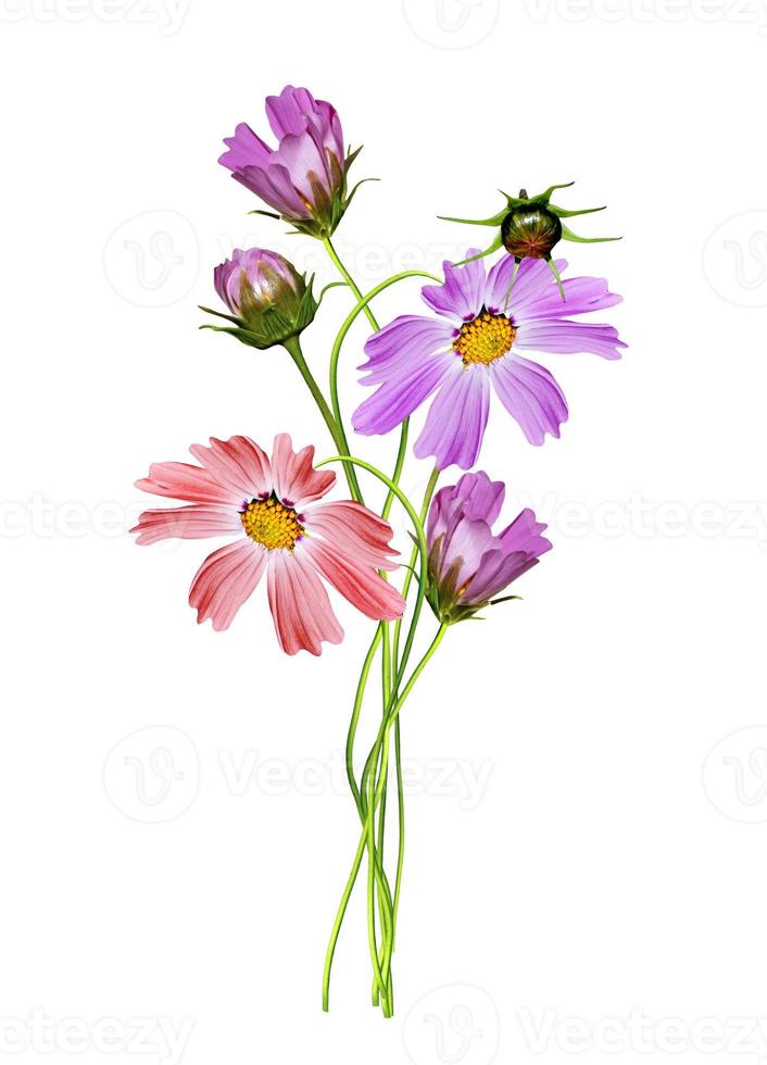Cosmos flowers isolated on white background photo