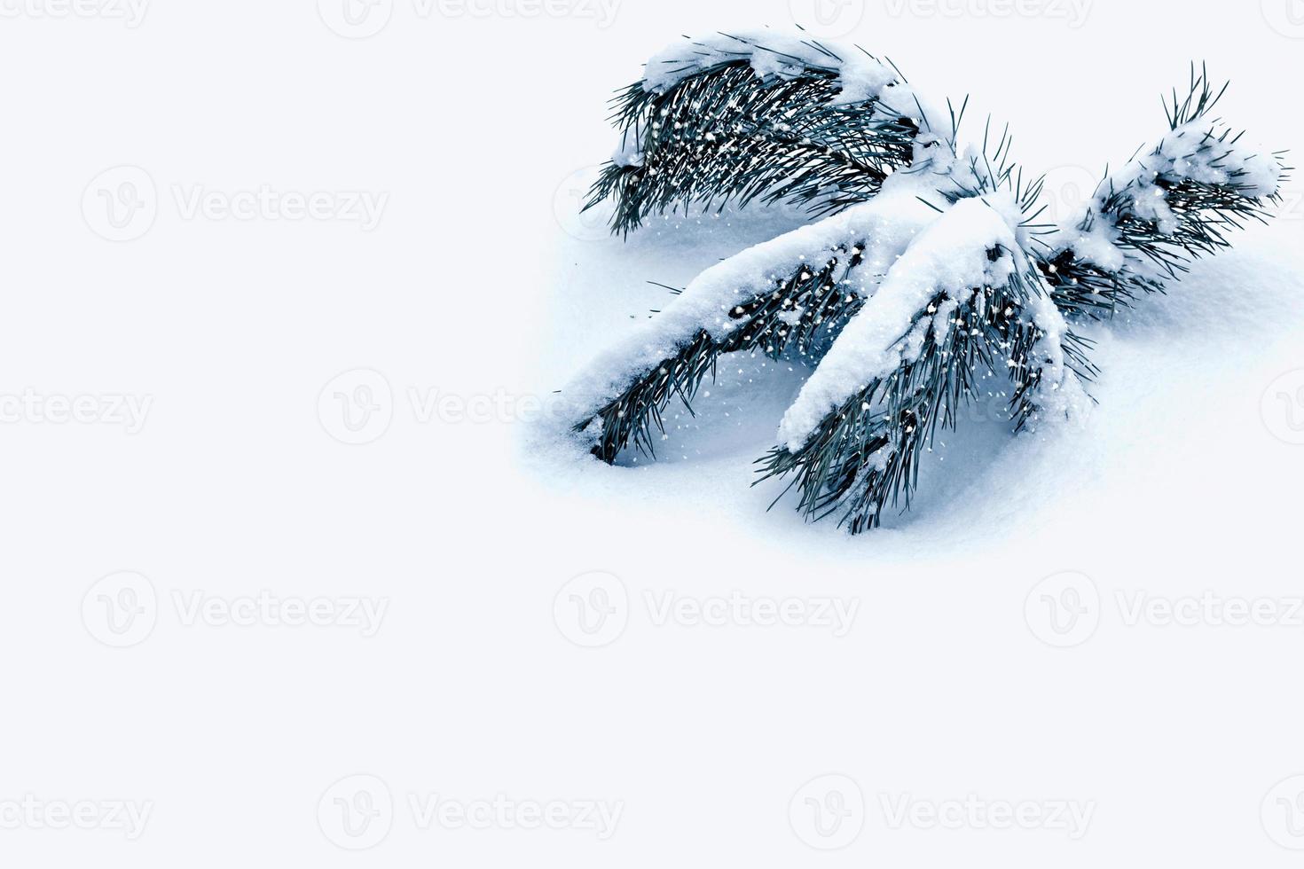 forest in the frost. Winter landscape. Snow covered trees. photo