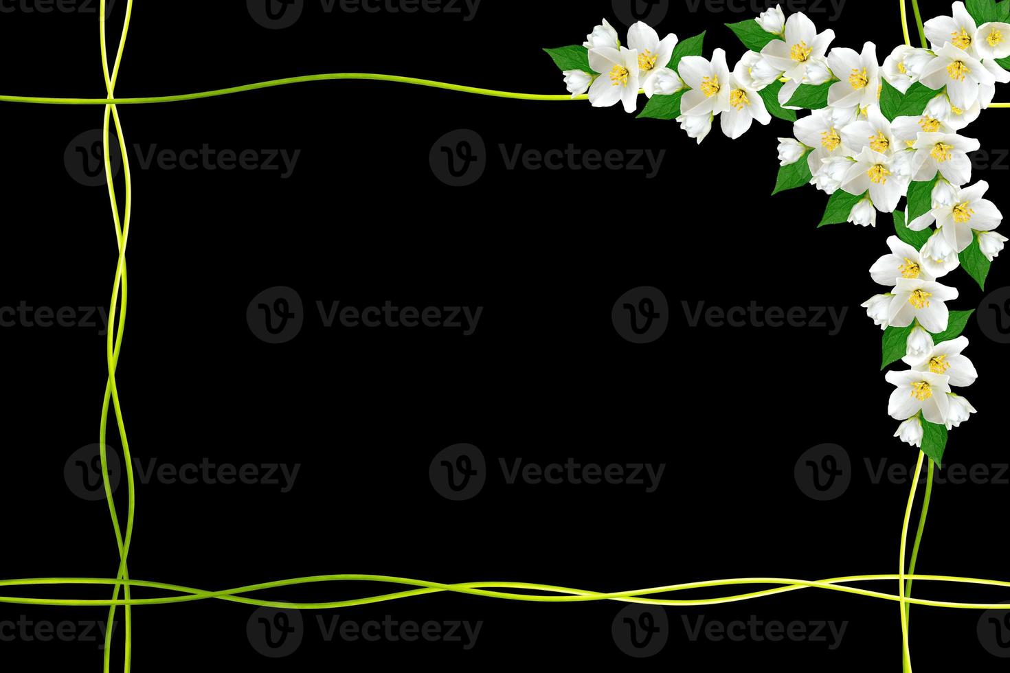 branch of jasmine flowers isolated on black background. spring photo