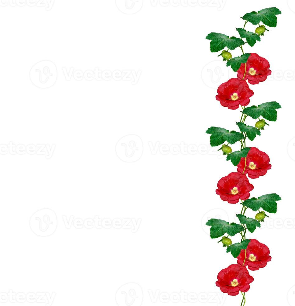 mallow flowers isolated on white background photo