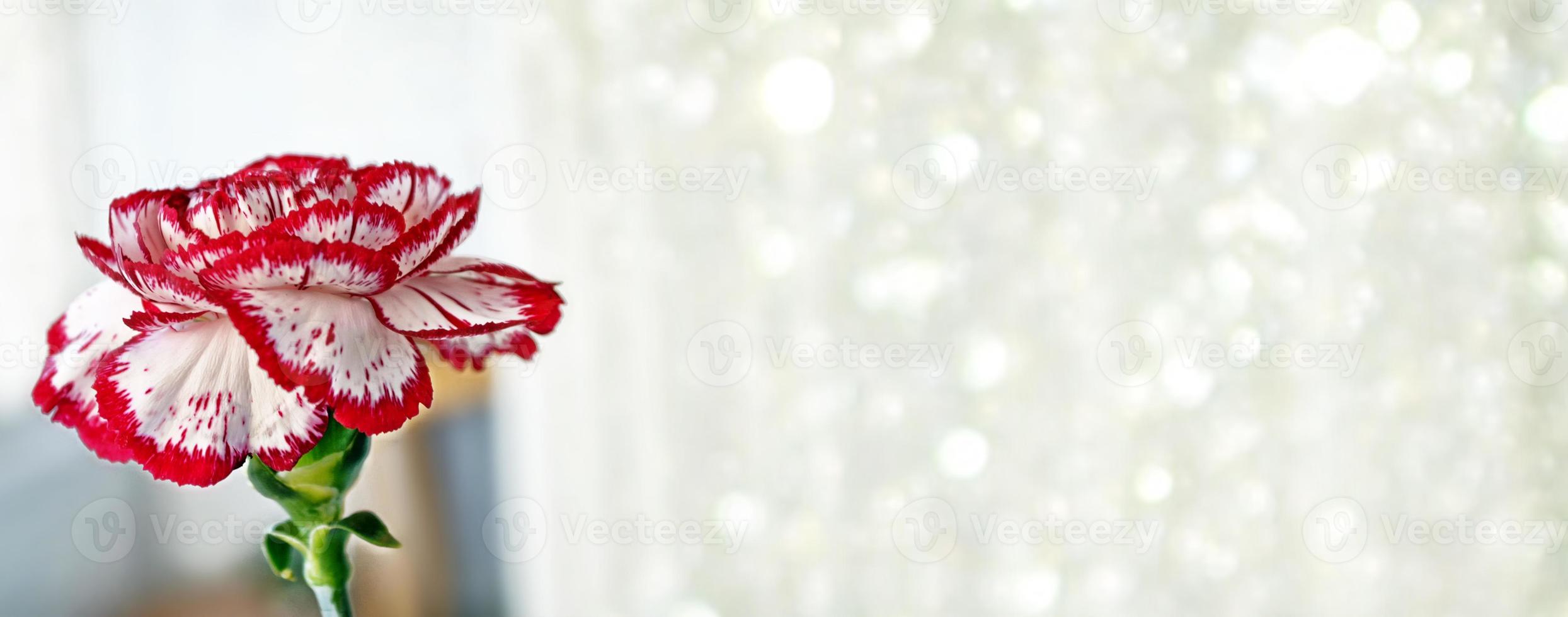 Bright and colorful carnation flowers. Floral background. photo