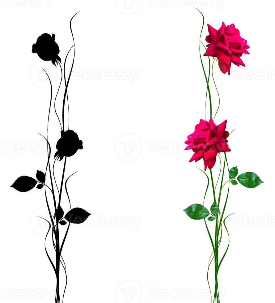 flower buds of roses isolated on white background photo