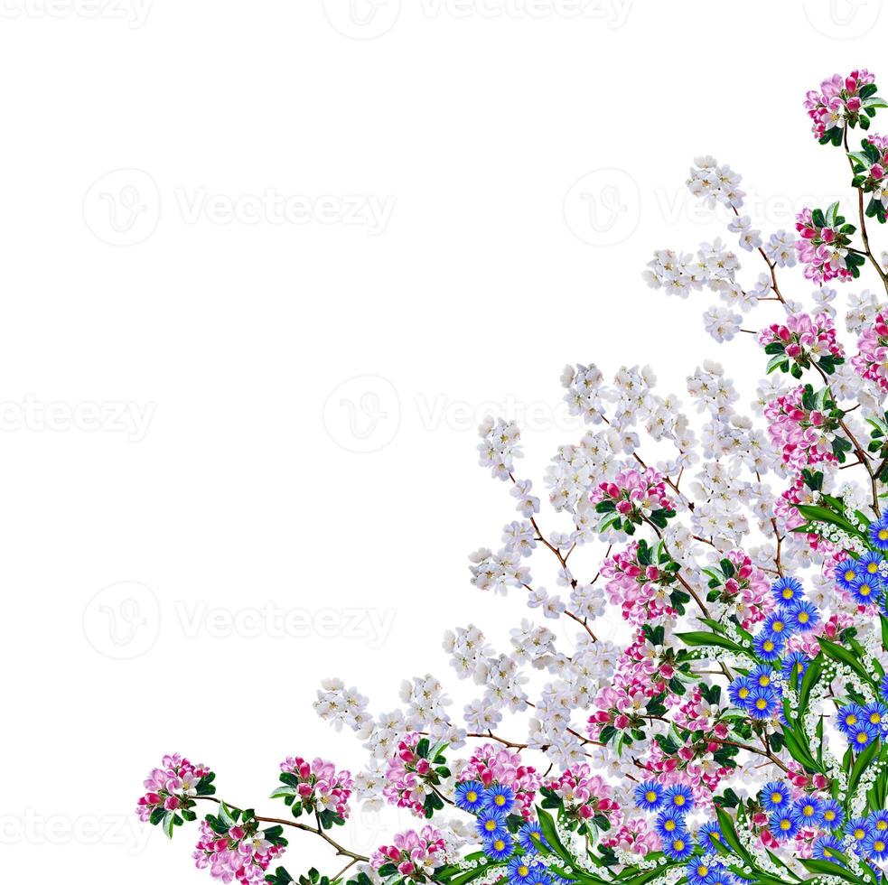 White apple flowers branch isolated on white background photo