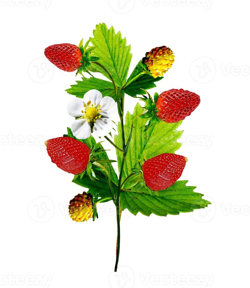 branch of strawberries isolated on white background photo