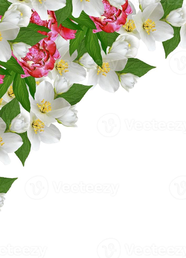 branch of jasmine flowers isolated on white background photo