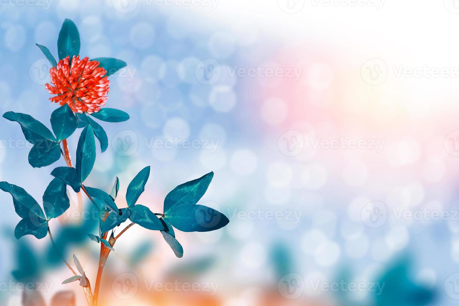 Blooming purple clover flower. macro photography on a summer sunny day. photo