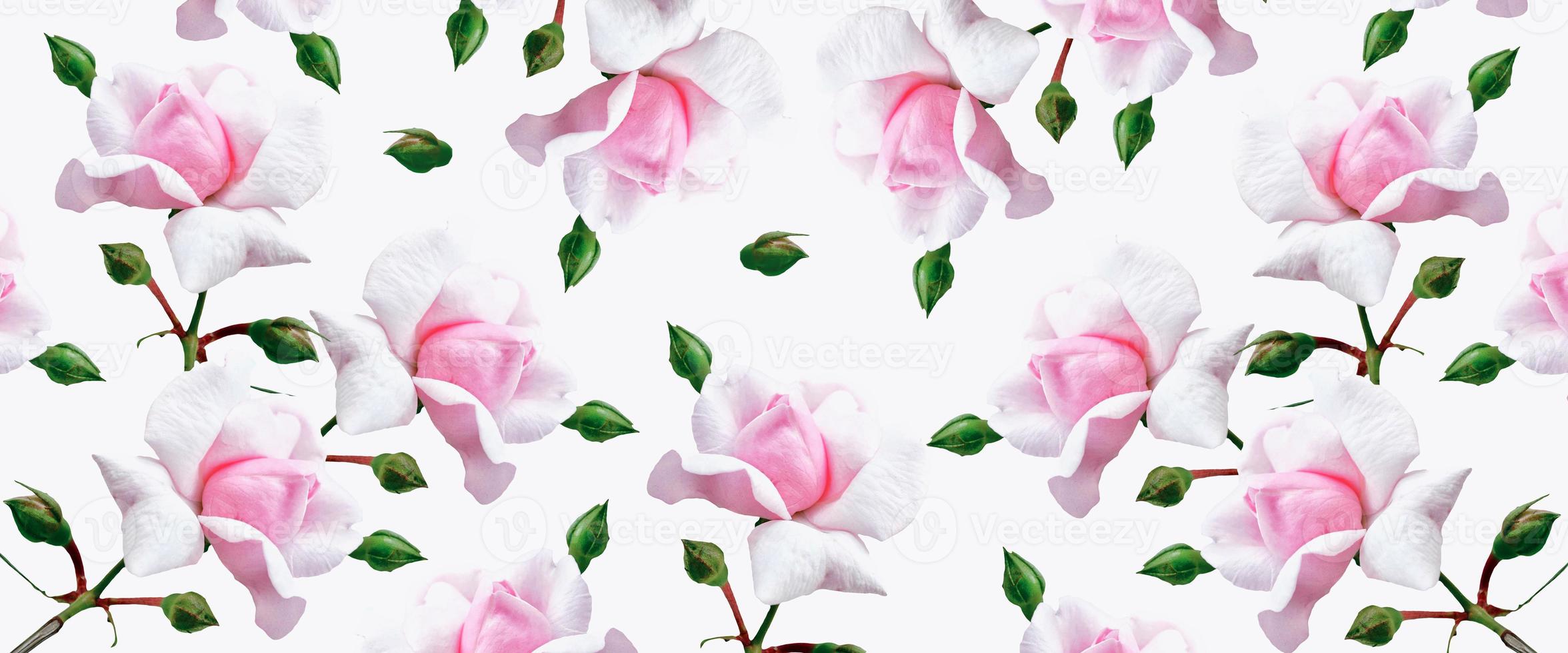 Bright bud colorful flower rose. photo