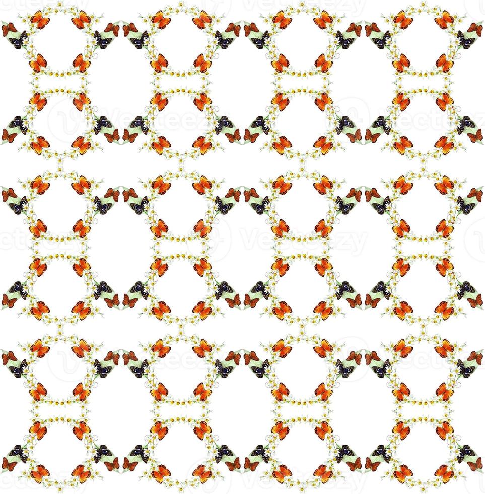 branch of flowers and butterflies isolated on a white background photo