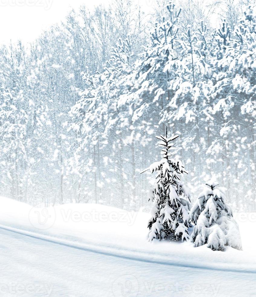 Winter Forest. Winter landscape. photo