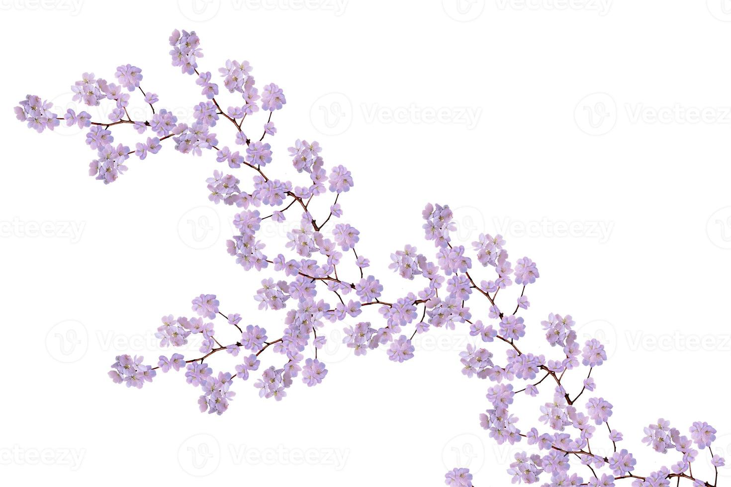 White apple flowers branch photo