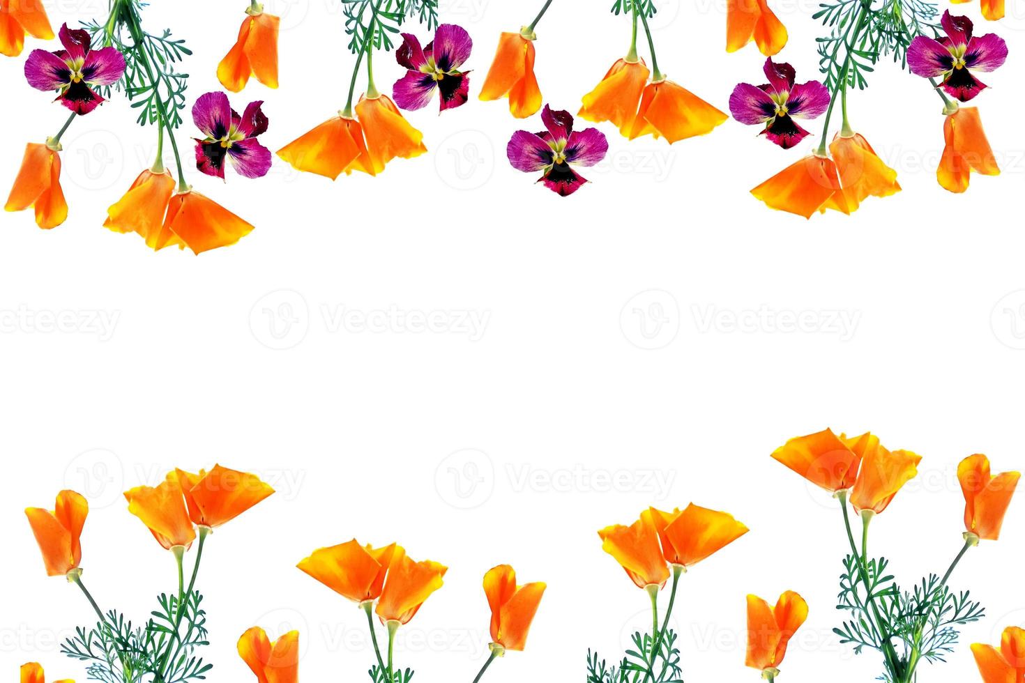 spring flowers eschscholzia isolated on white background. photo