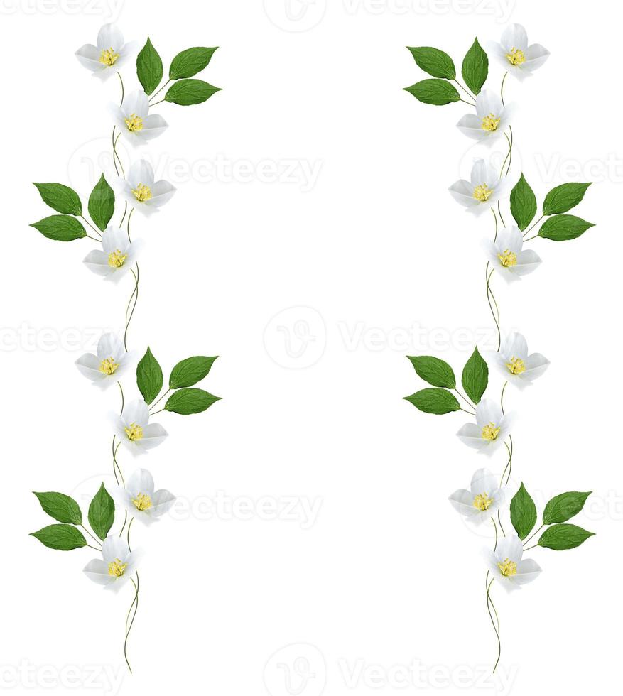 branch of jasmine flowers isolated on white background photo