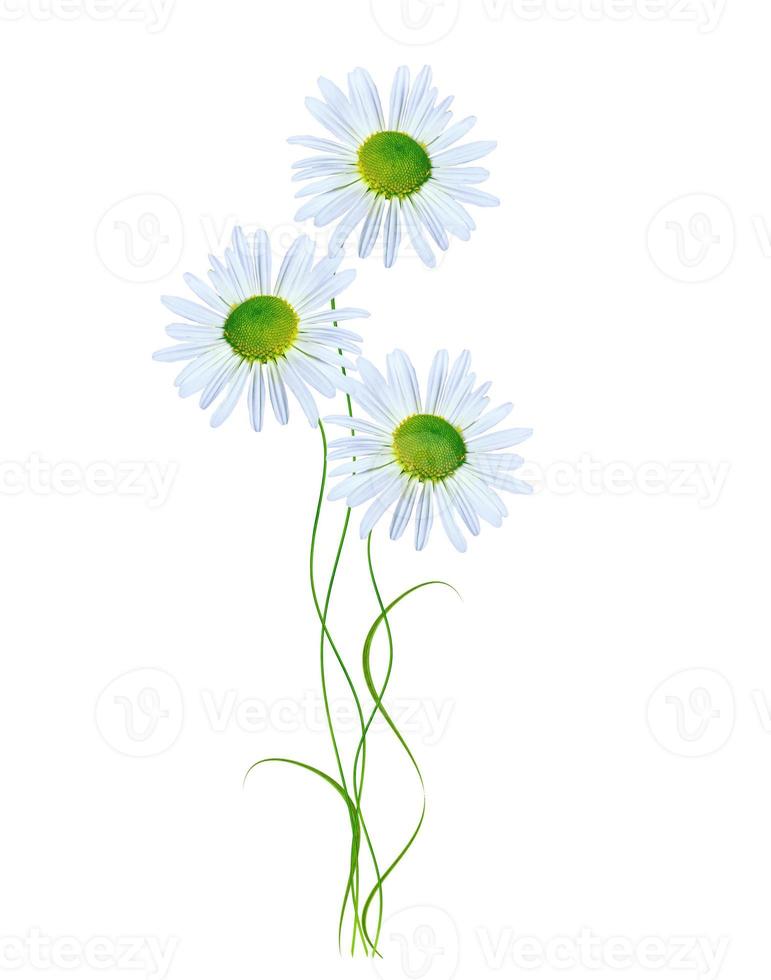 daisies summer white flower isolated on white background photo