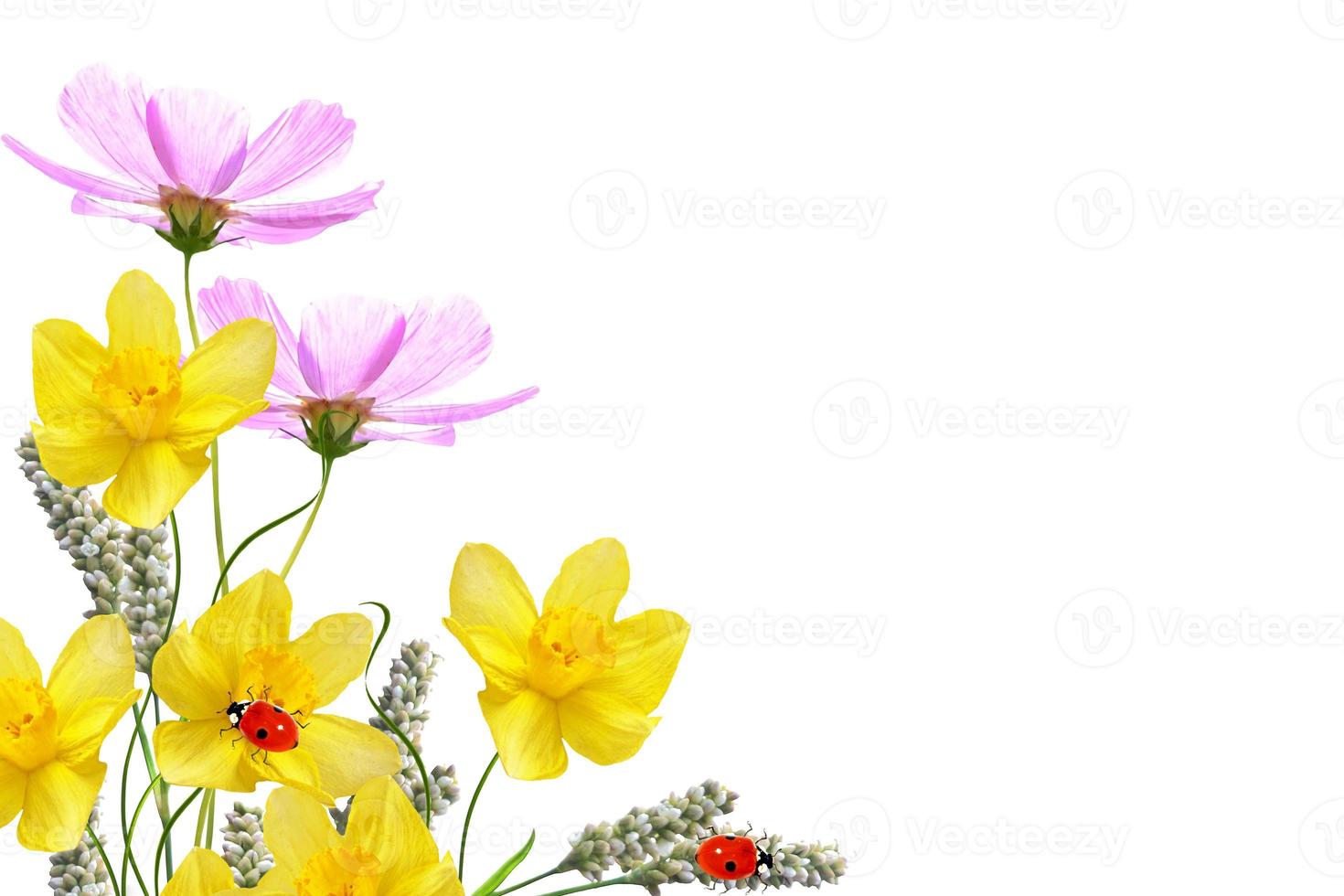 Bright colorful cosmos flowers photo