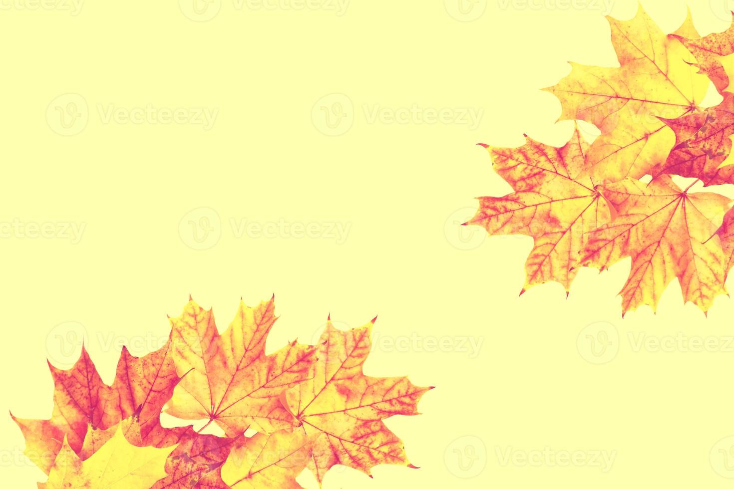 Bright colorful autumn leaves photo