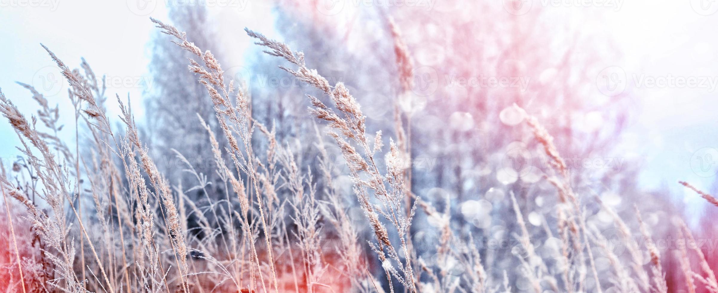 Snow-covered grass on a background of a winter landscape photo